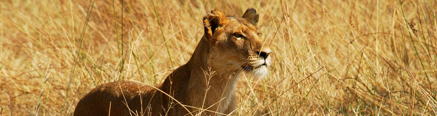 enticing africa lioness desert delta